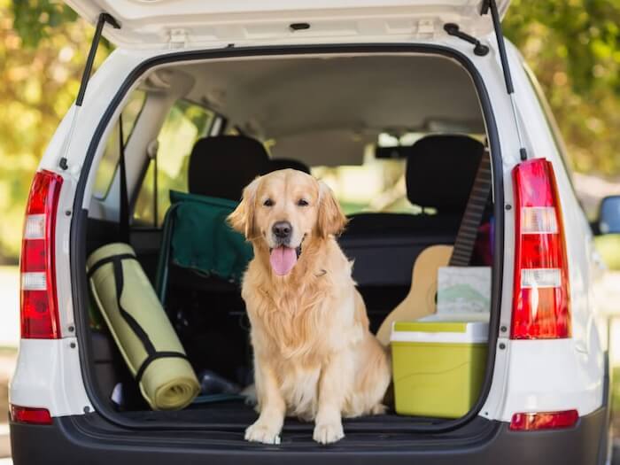🐾 Pet Travel Essentials